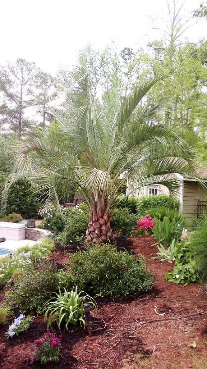 Cold-Hardy Palm Trees