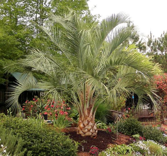 Windmill Palm Tree